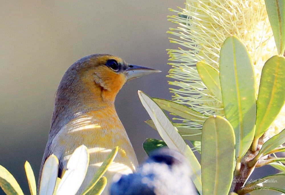 Bullock's Oriole - ML646424715
