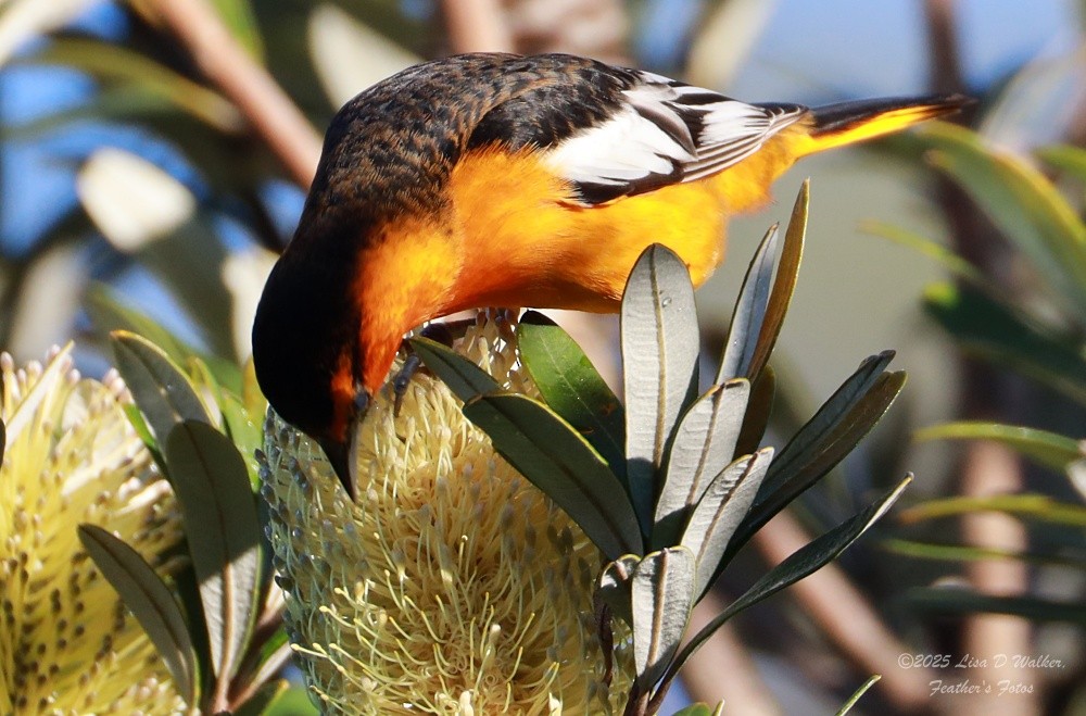 Bullock's Oriole - ML646424716