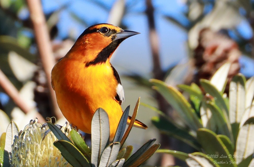 Bullock's Oriole - ML646424717