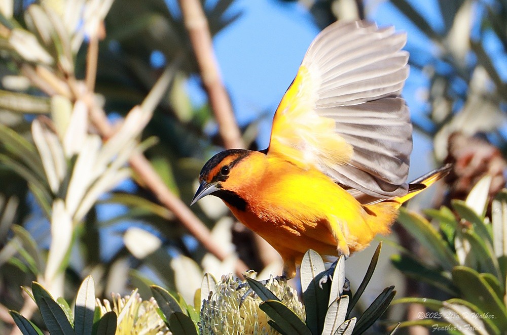 Bullock's Oriole - ML646424718