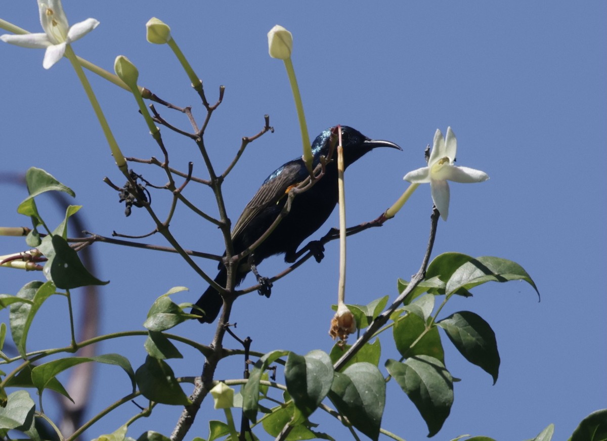 strdimil fialový - ML646424719