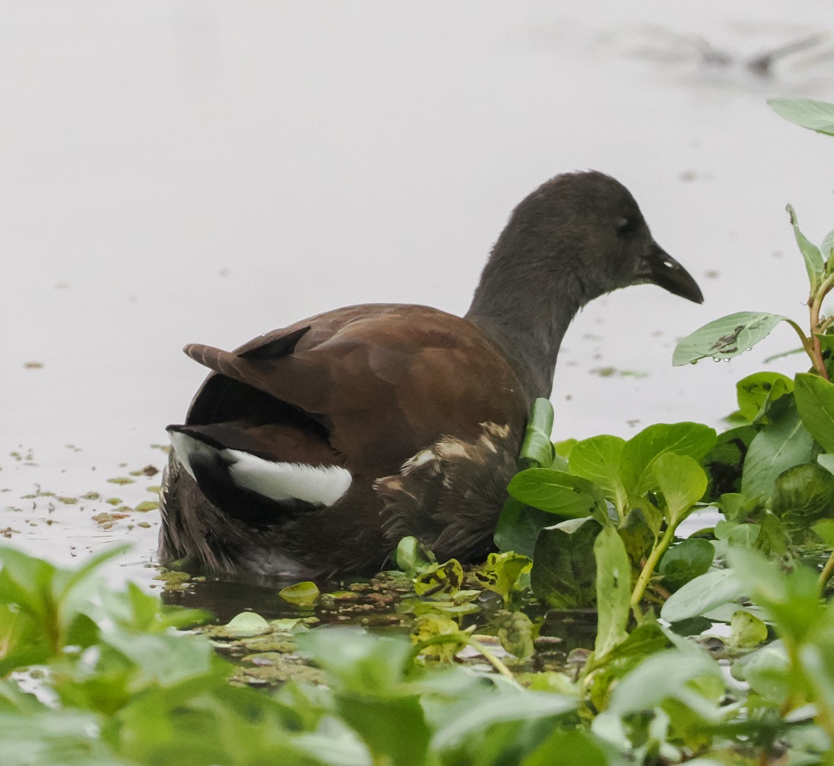 Common Gallinule - ML646424721