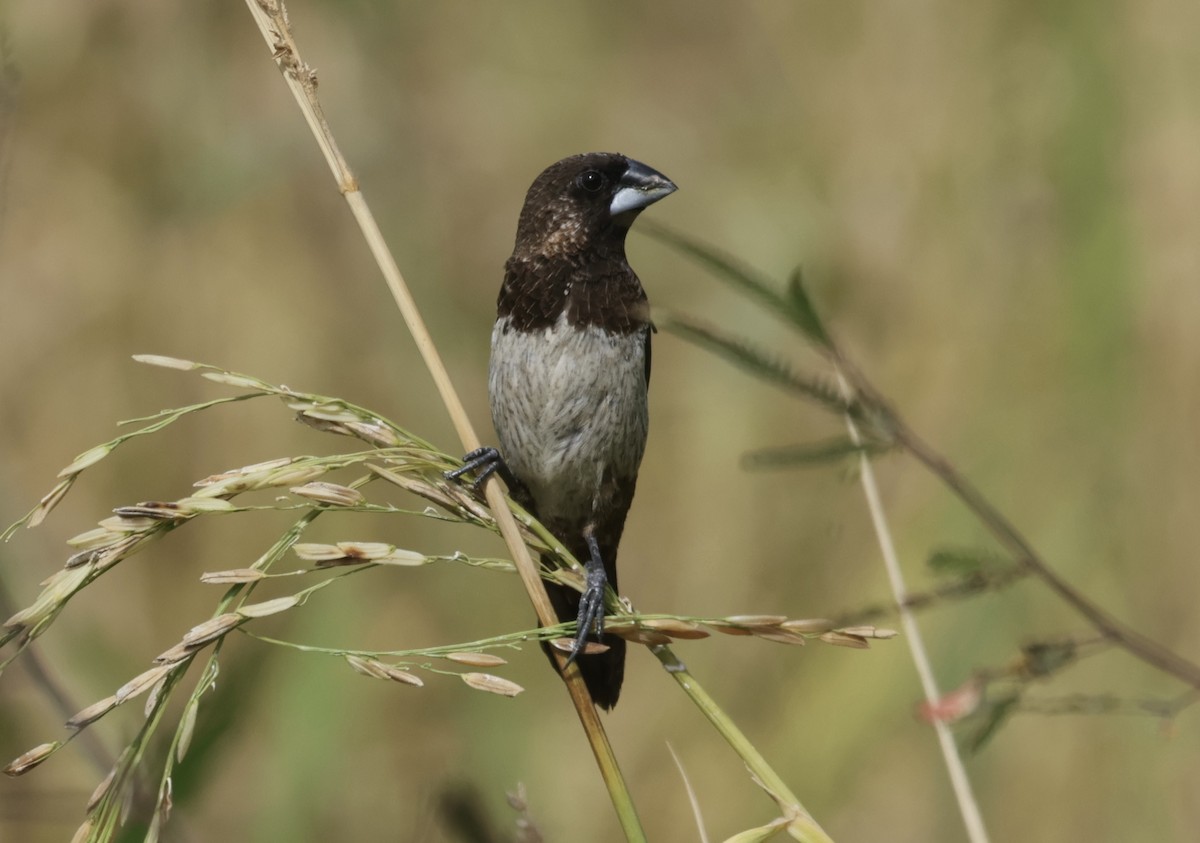 panenka bronzová - ML646424722