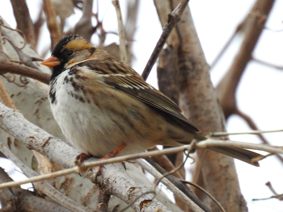Harris's Sparrow - ML646424723