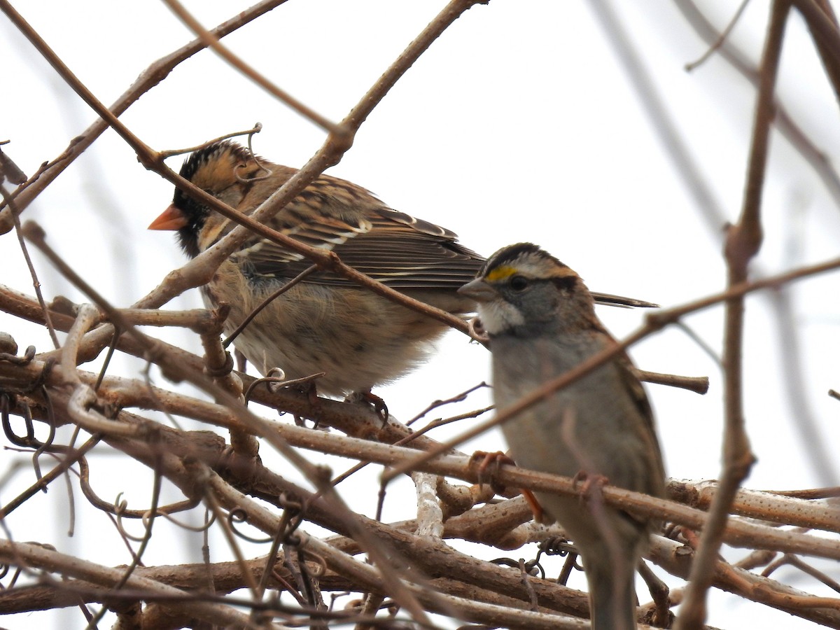 Harris's Sparrow - ML646424724