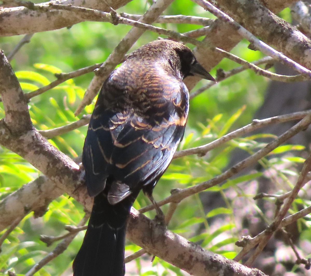 Red-winged Blackbird - ML646424725