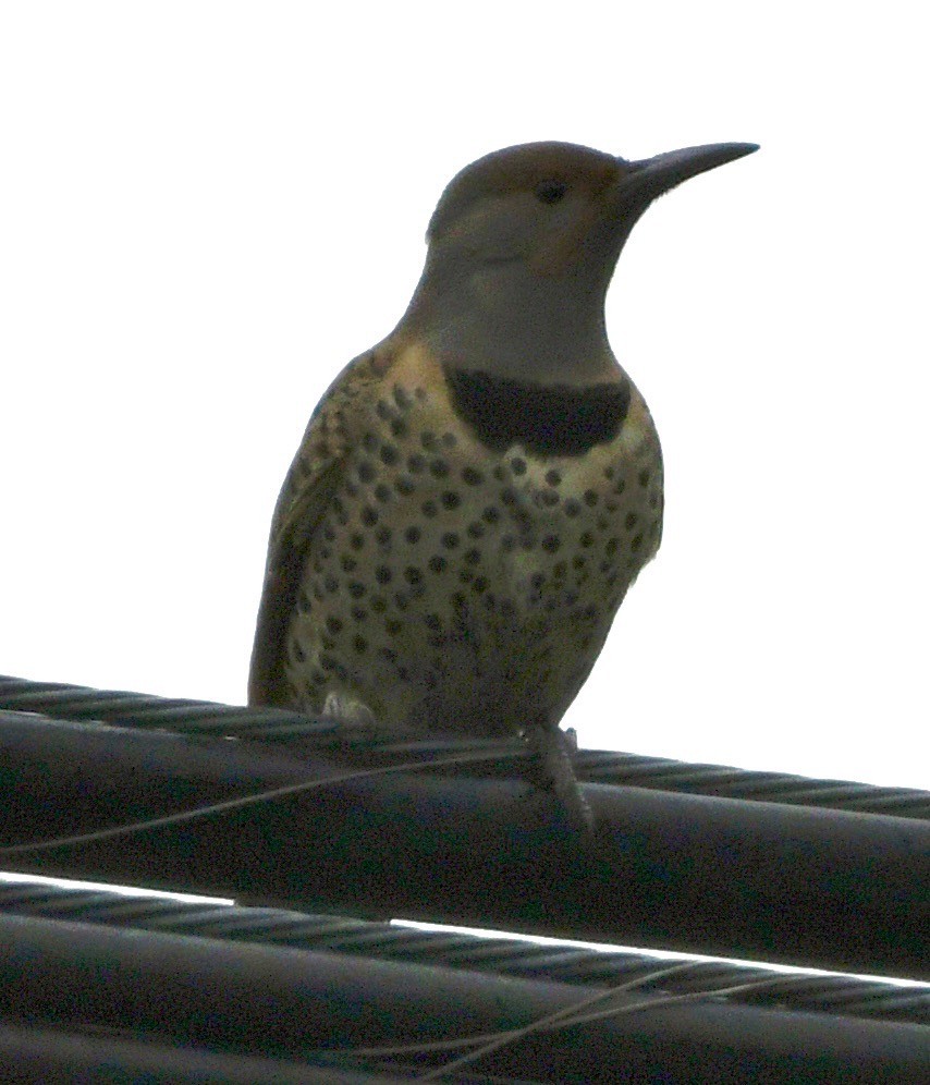 Northern Flicker - ML646424726