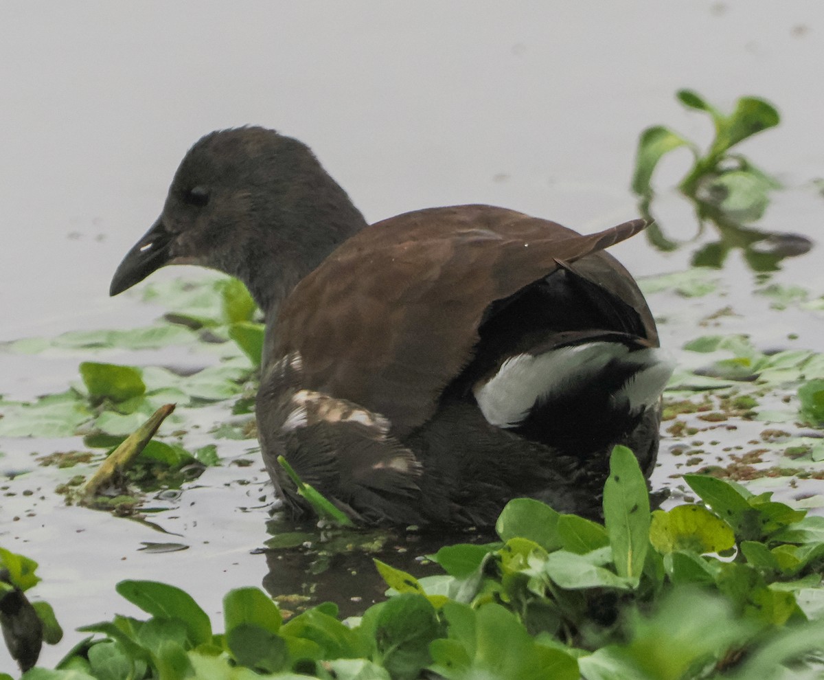 Common Gallinule - ML646424727
