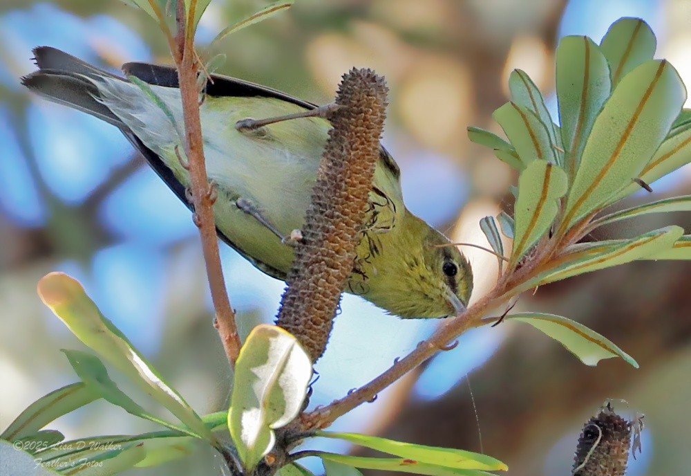 Tennessee Warbler - ML646424728