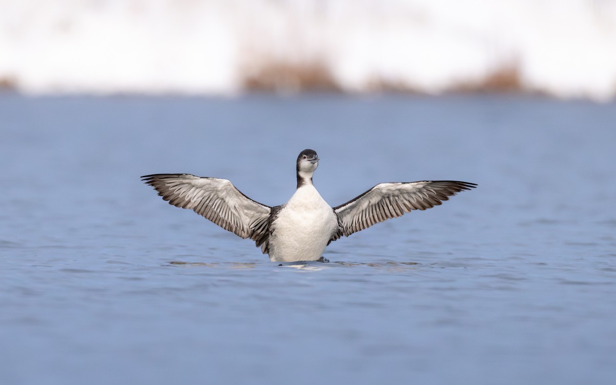 Common Loon - ML646424729