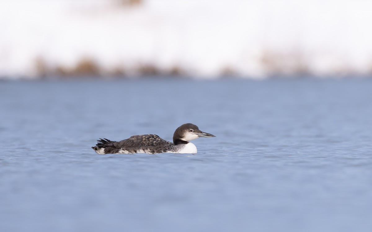 Common Loon - ML646424730