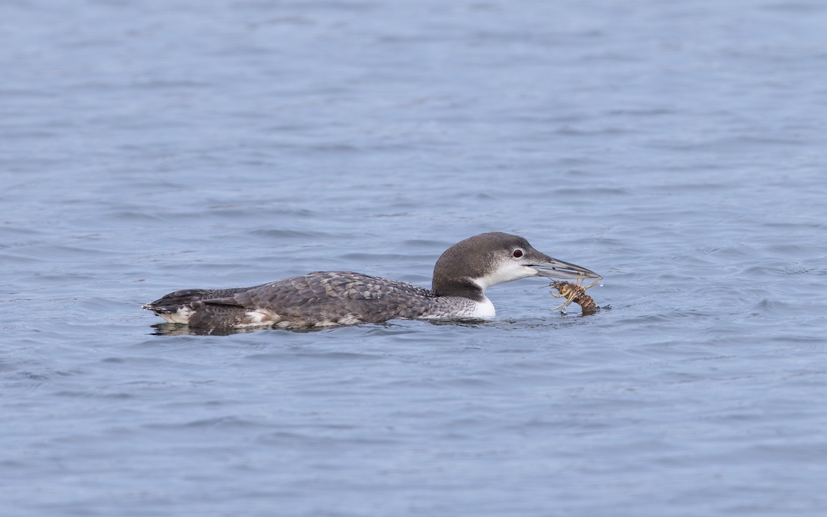 Common Loon - ML646424731