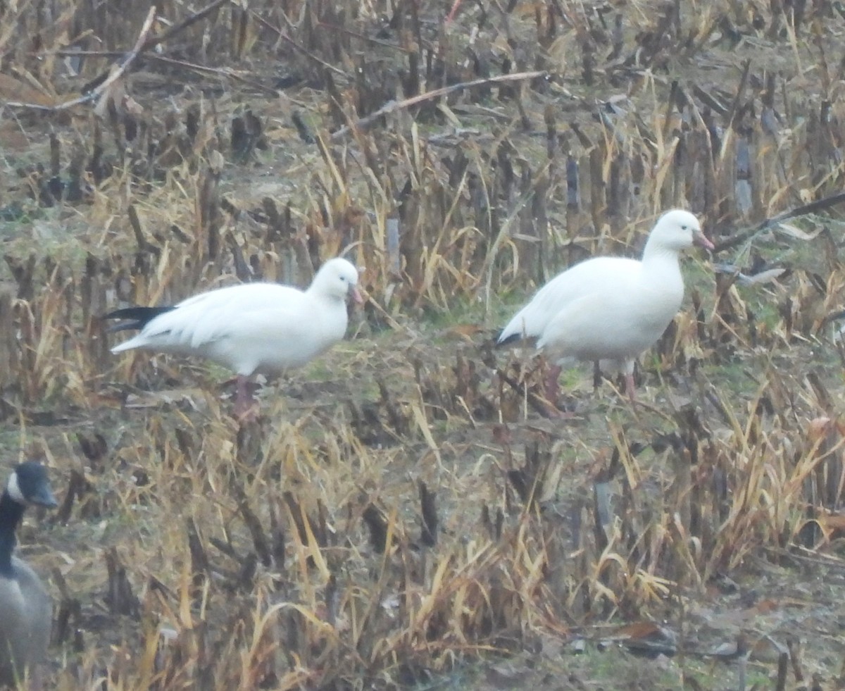 Ross's Goose - ML646424733