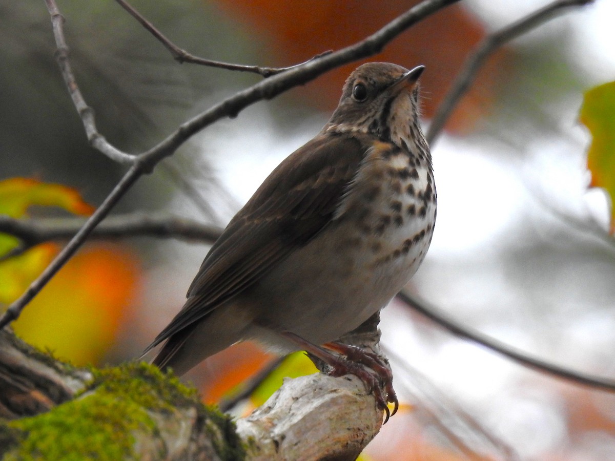 Hermit Thrush - ML646424741