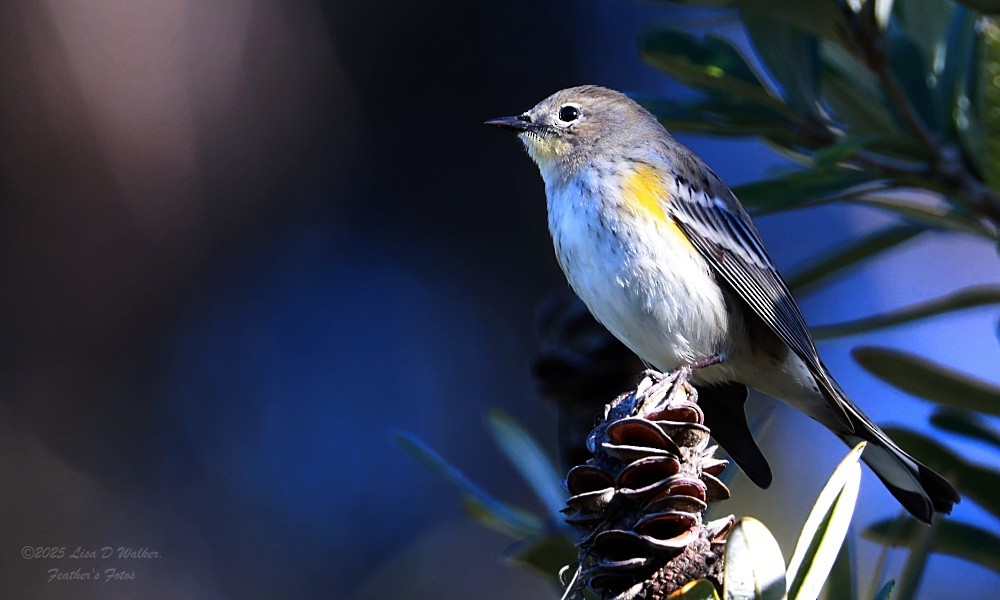 myrteparula - ML646424742