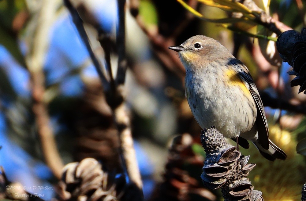 myrteparula - ML646424743