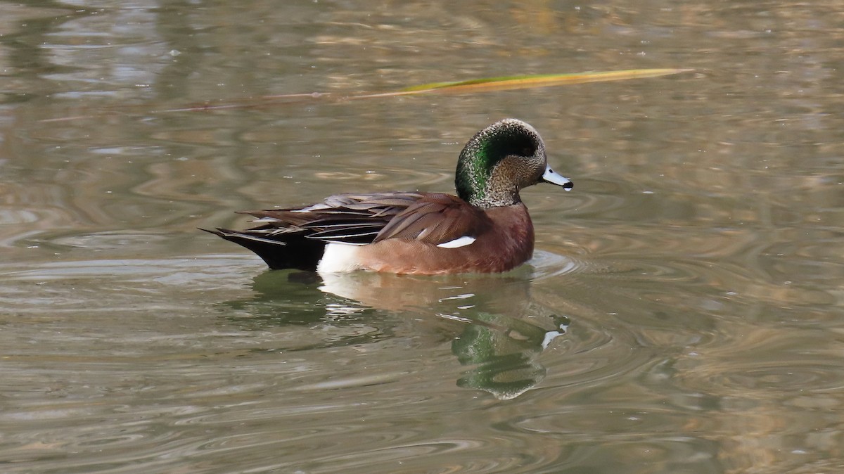 American Wigeon - ML646424744