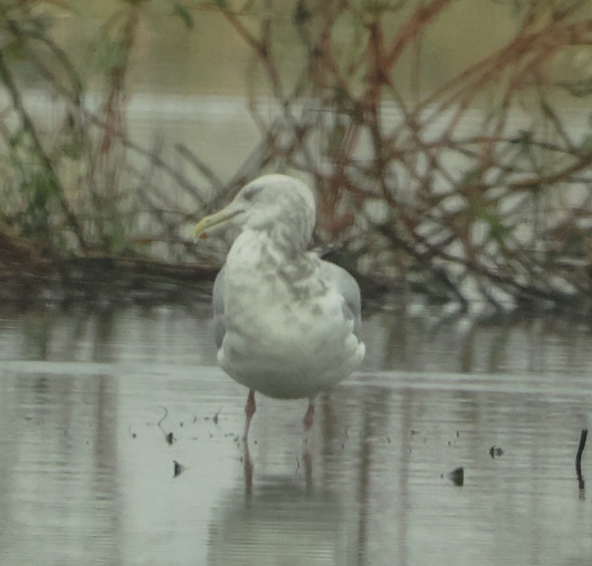 American Herring Gull - ML646424745