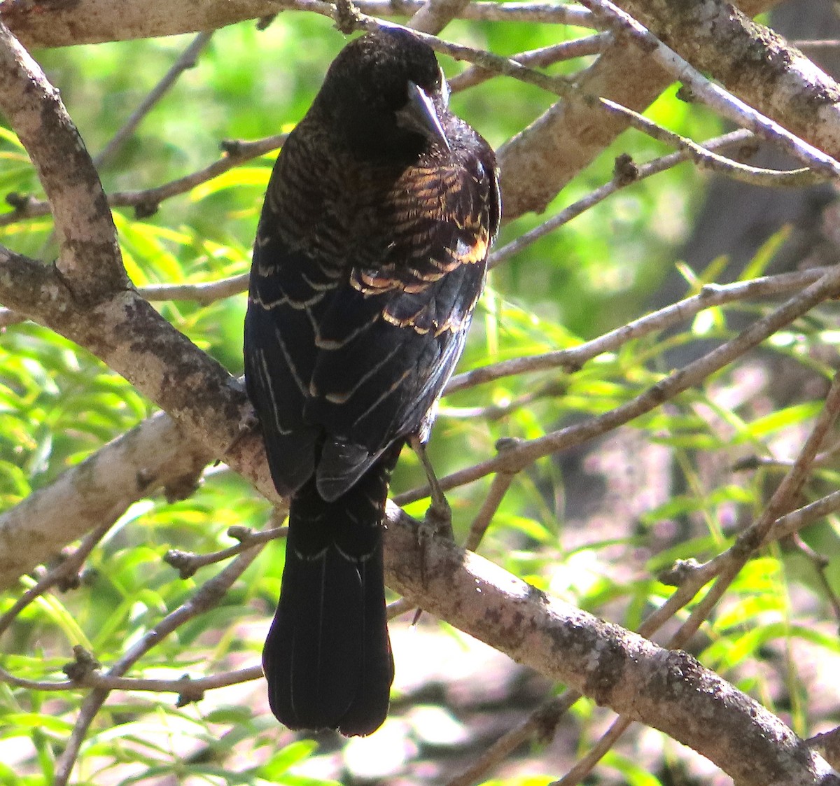 Red-winged Blackbird - ML646424746