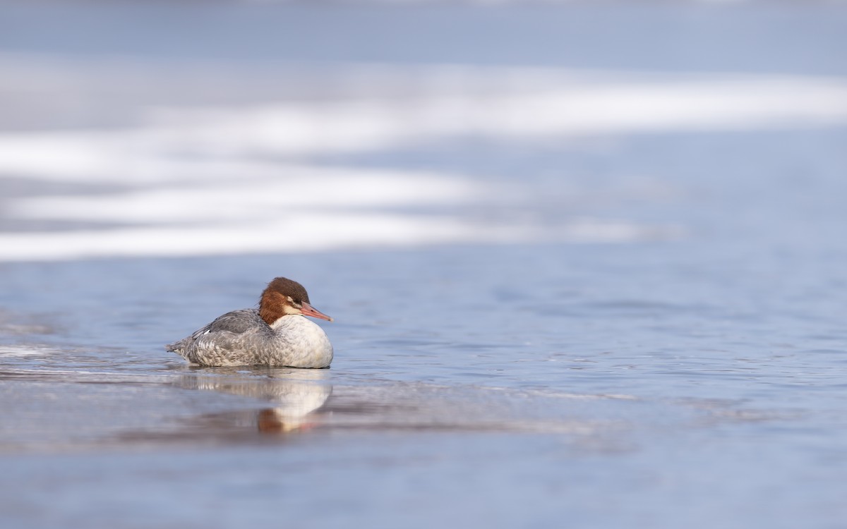Common Merganser - ML646424747