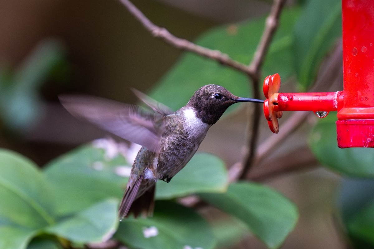 kalypta černobradá - ML646424749