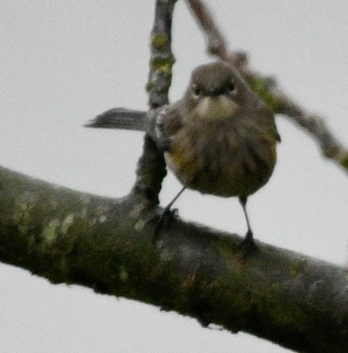 Yellow-rumped Warbler - ML646424751
