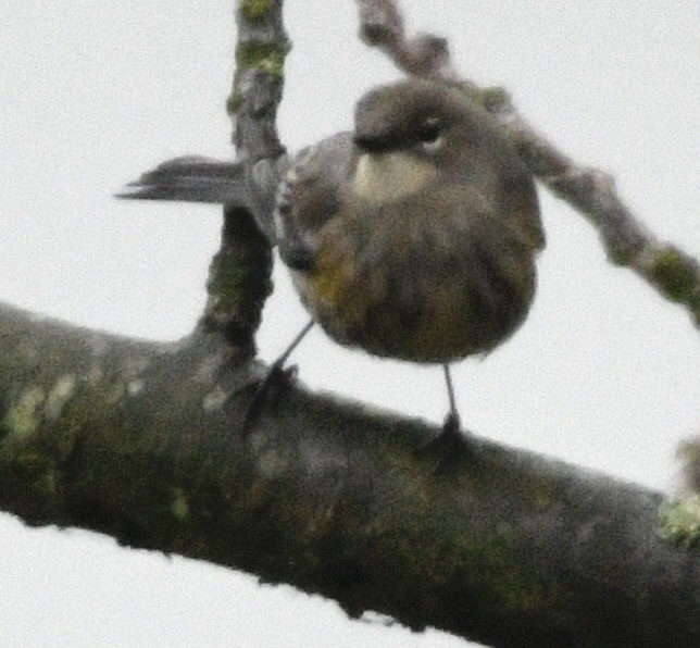 Yellow-rumped Warbler - ML646424752