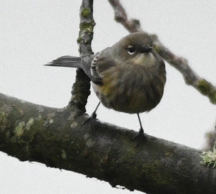 Yellow-rumped Warbler - ML646424753