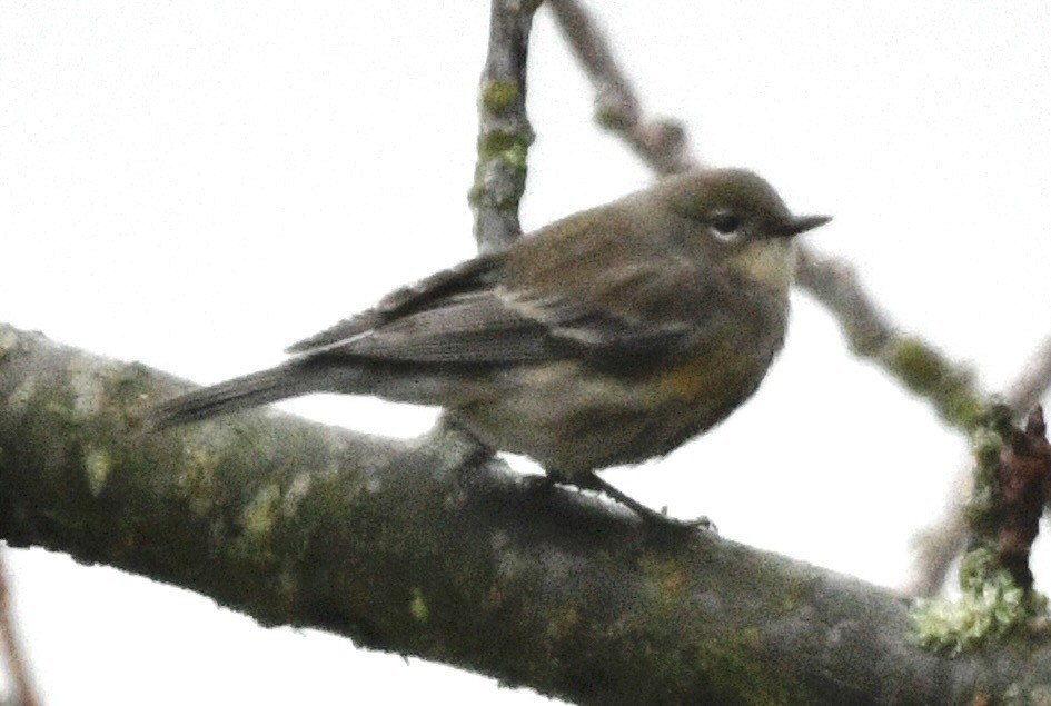 Yellow-rumped Warbler - ML646424754