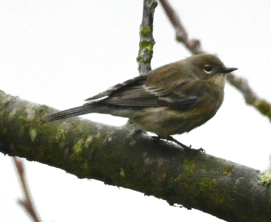 Yellow-rumped Warbler - ML646424755