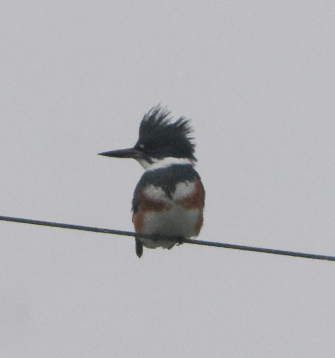 Belted Kingfisher - ML646424756