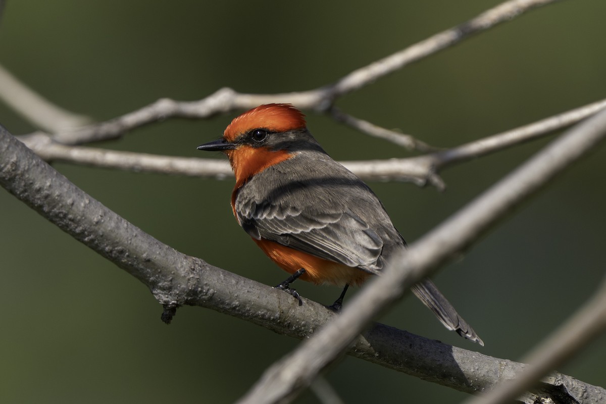 Vermilion Flycatcher - ML646424760