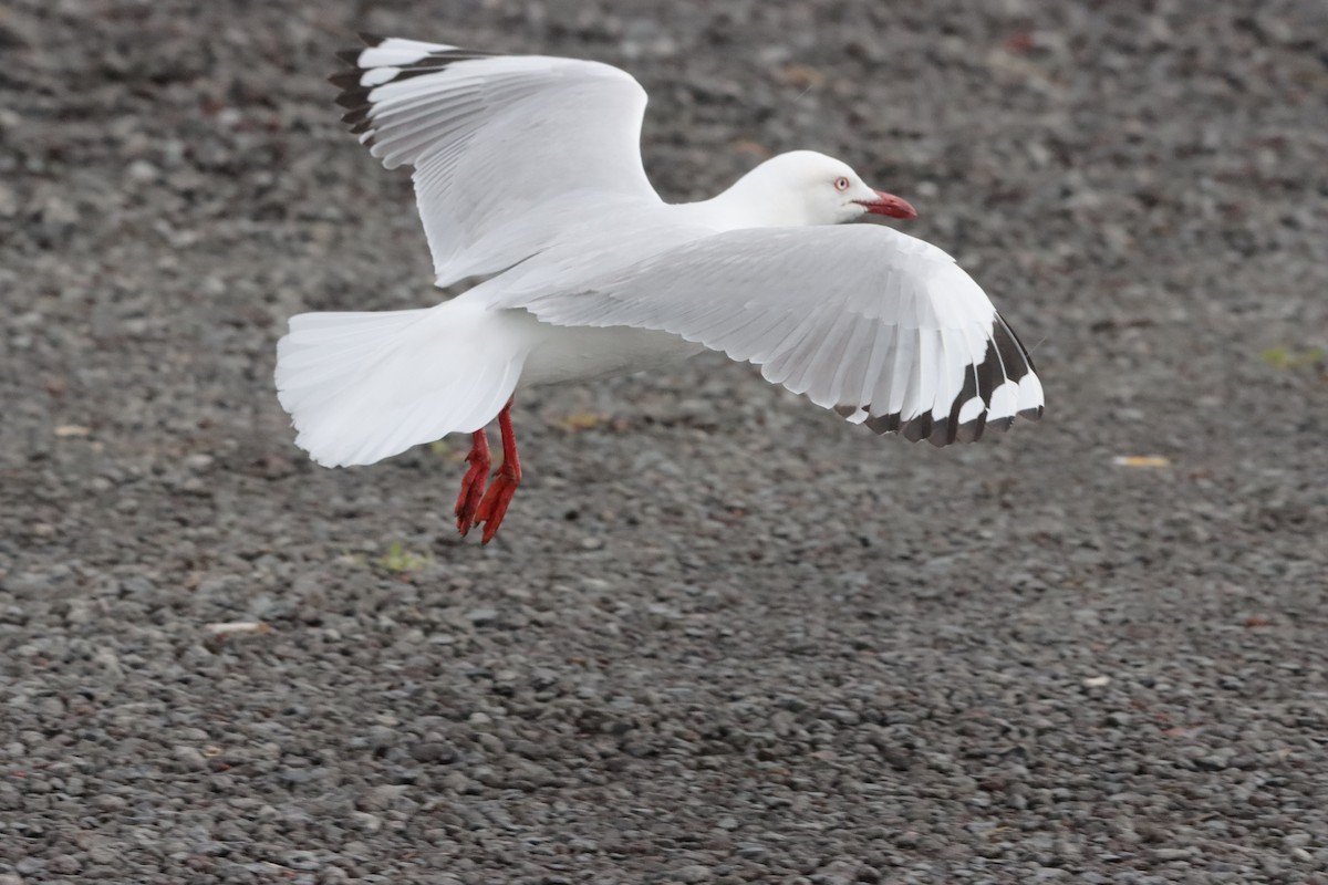 Silver Gull - ML646424761