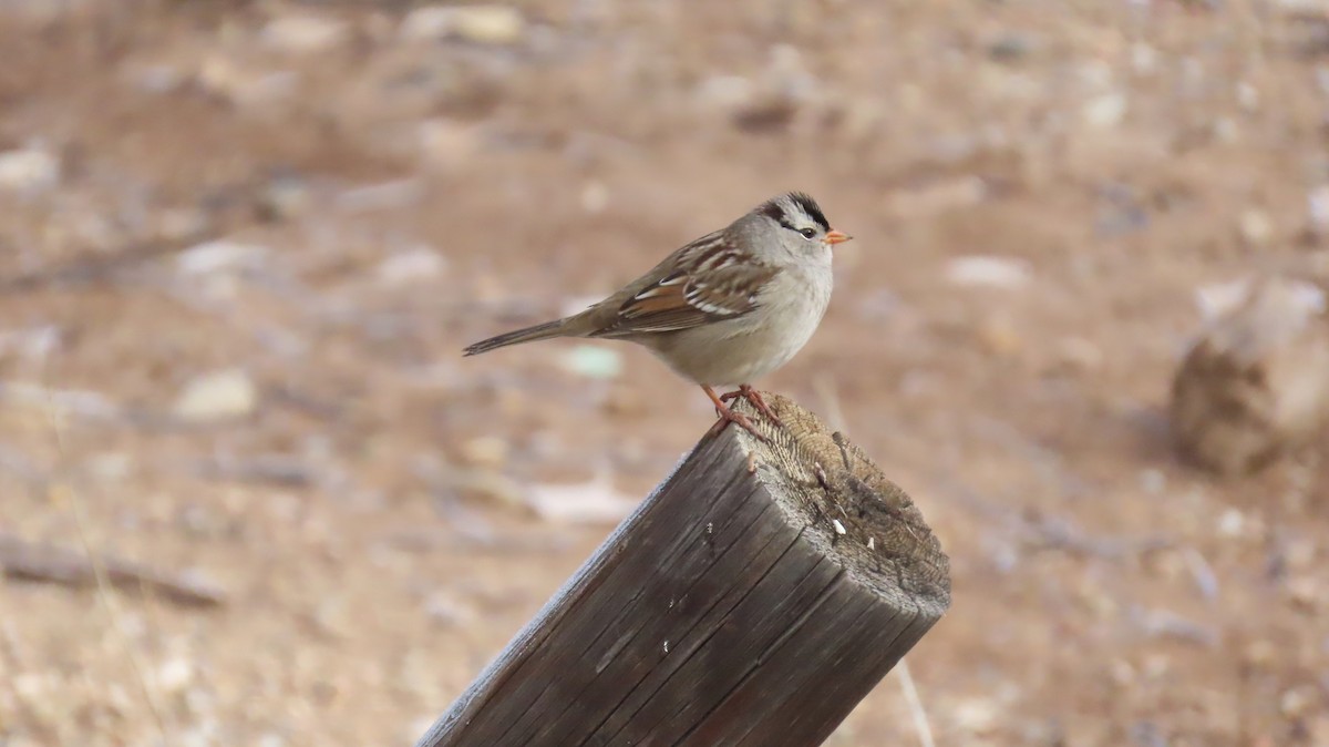 White-crowned Sparrow - ML646424763