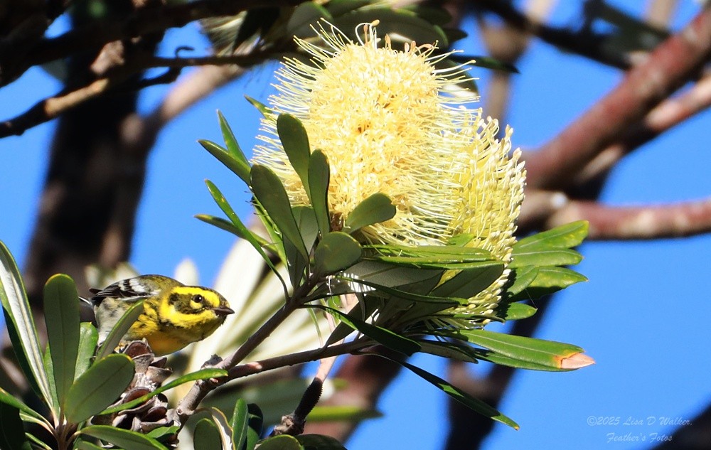 granparula - ML646424764