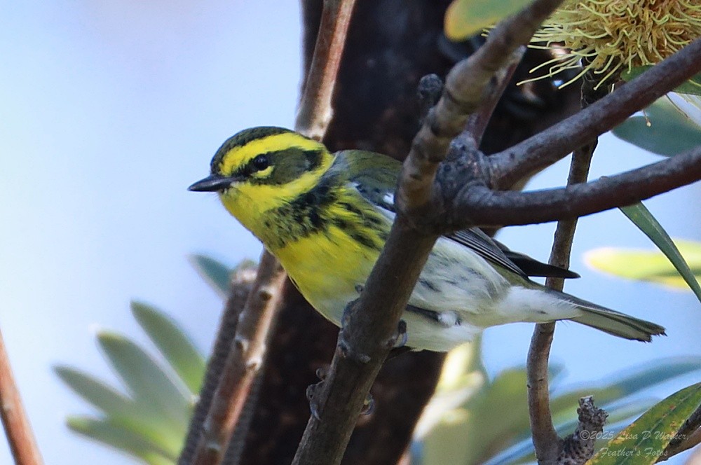 granparula - ML646424765