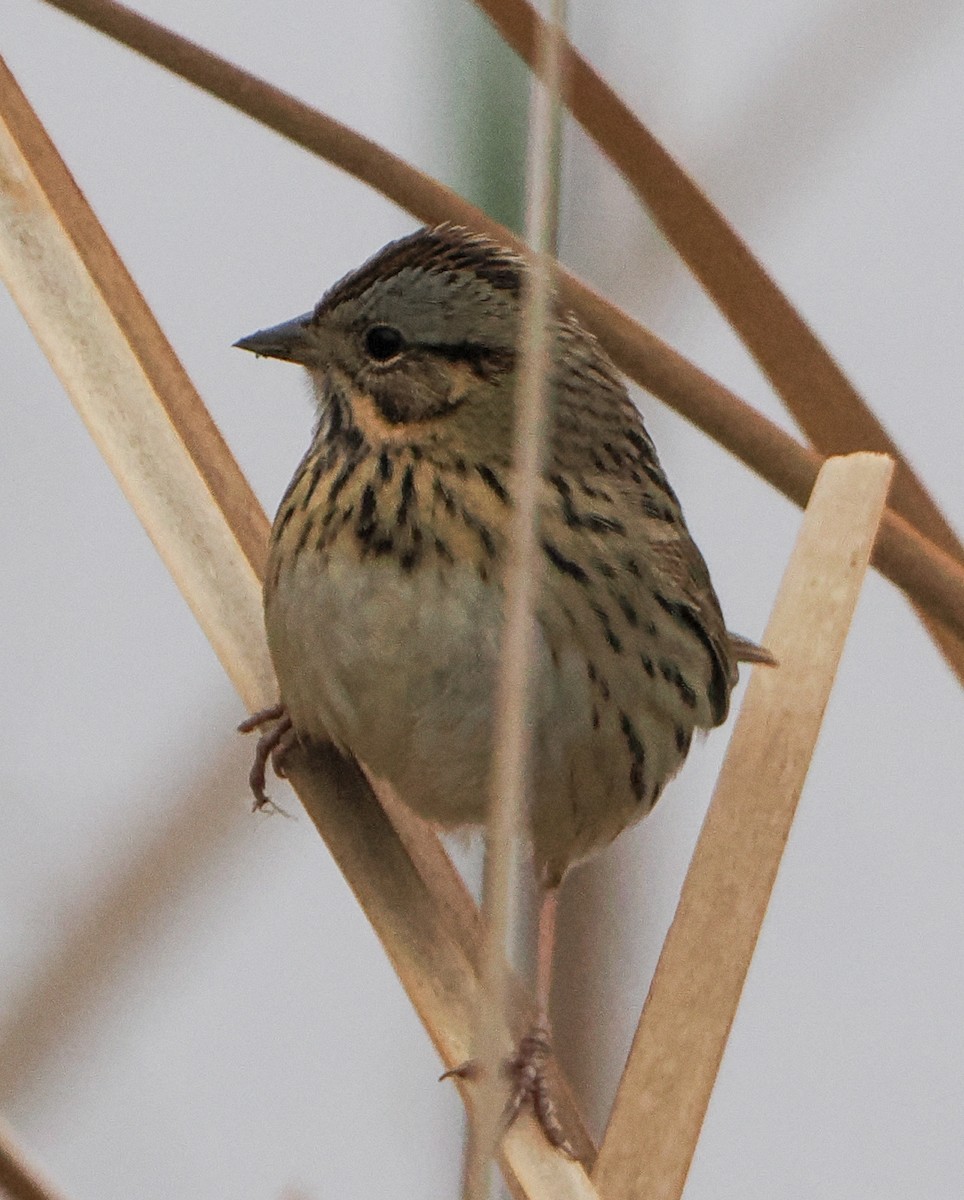 Lincoln's Sparrow - ML646424766