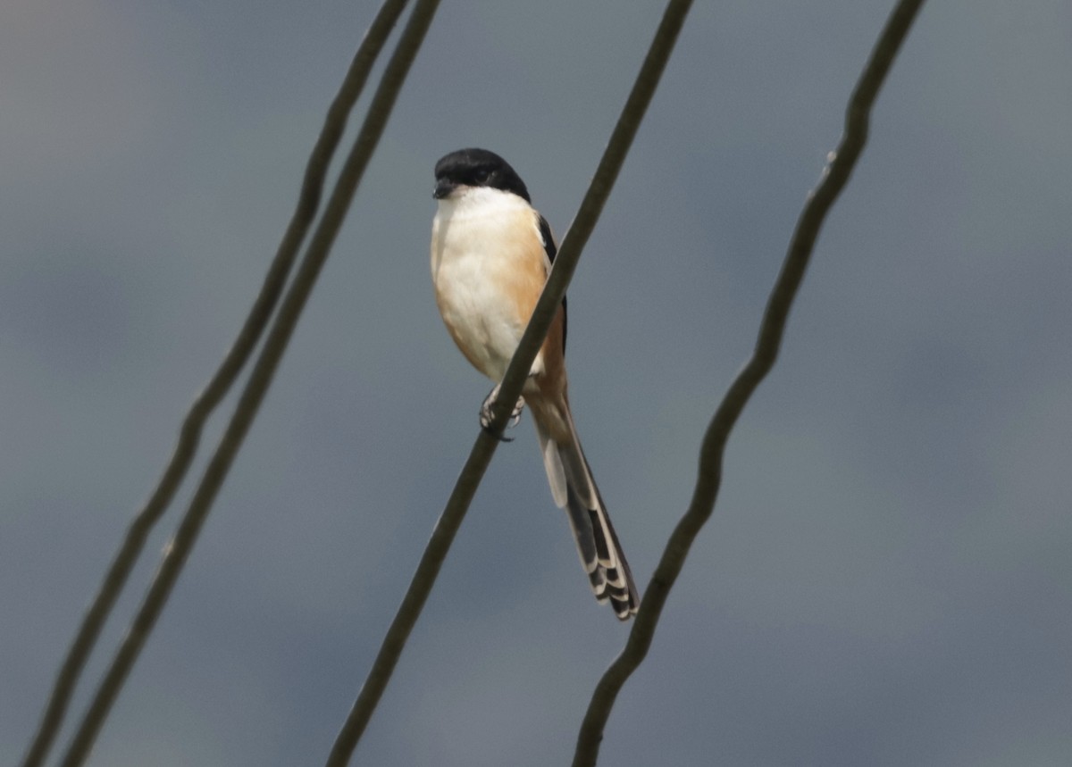 ťuhýk královský - ML646424767