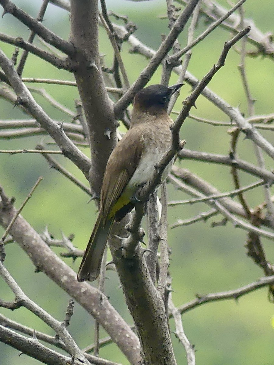 アフリカヒヨドリ - ML646424768