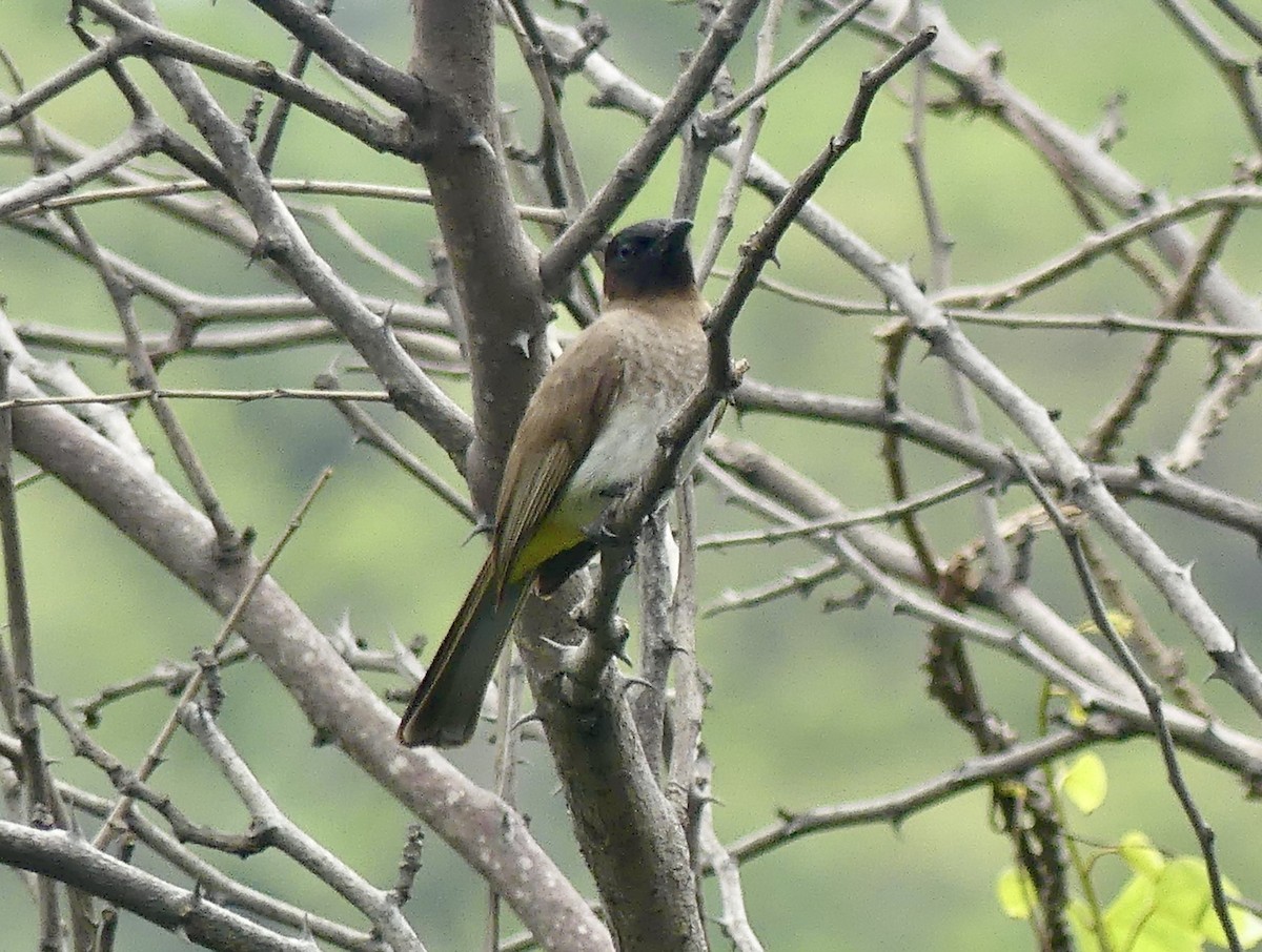 アフリカヒヨドリ - ML646424769