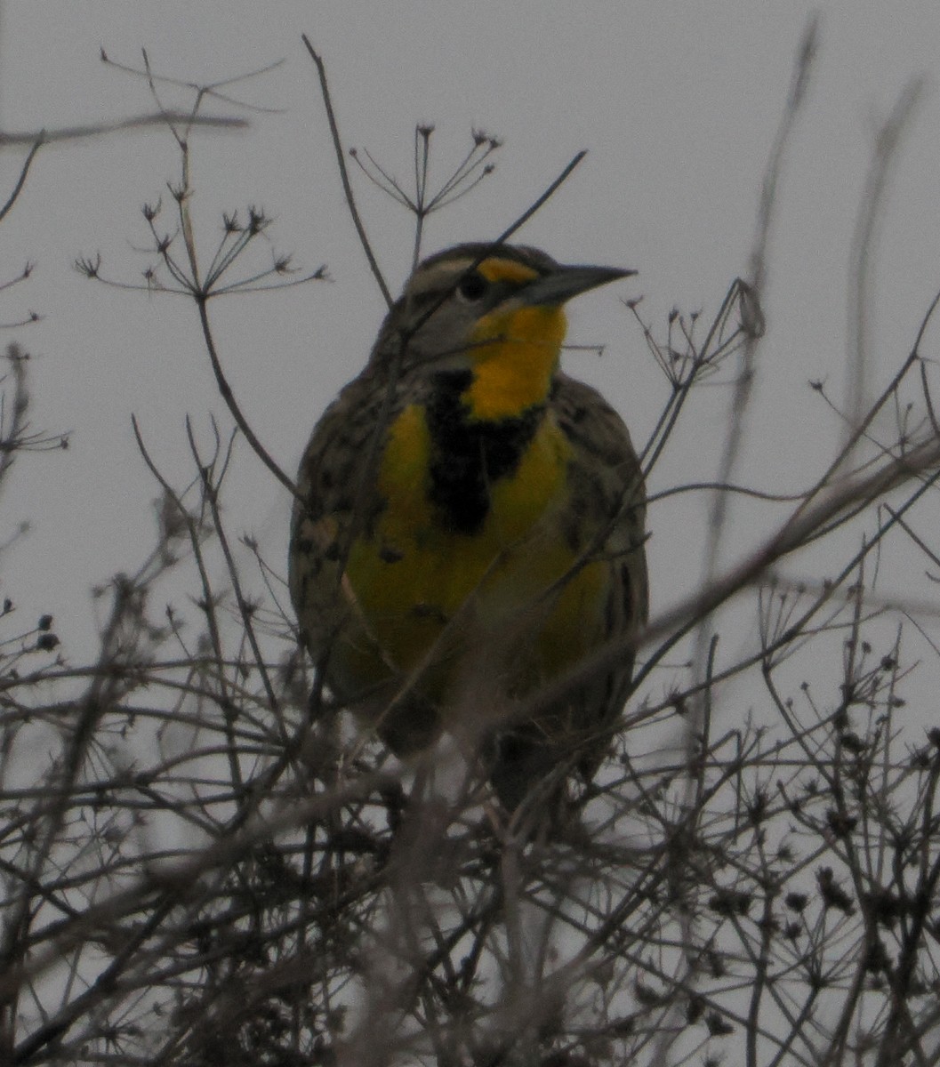 Western Meadowlark - ML646424770