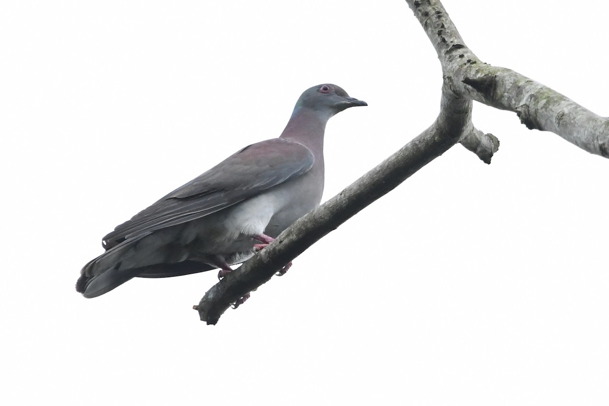 Pale-vented Pigeon - ML646424771