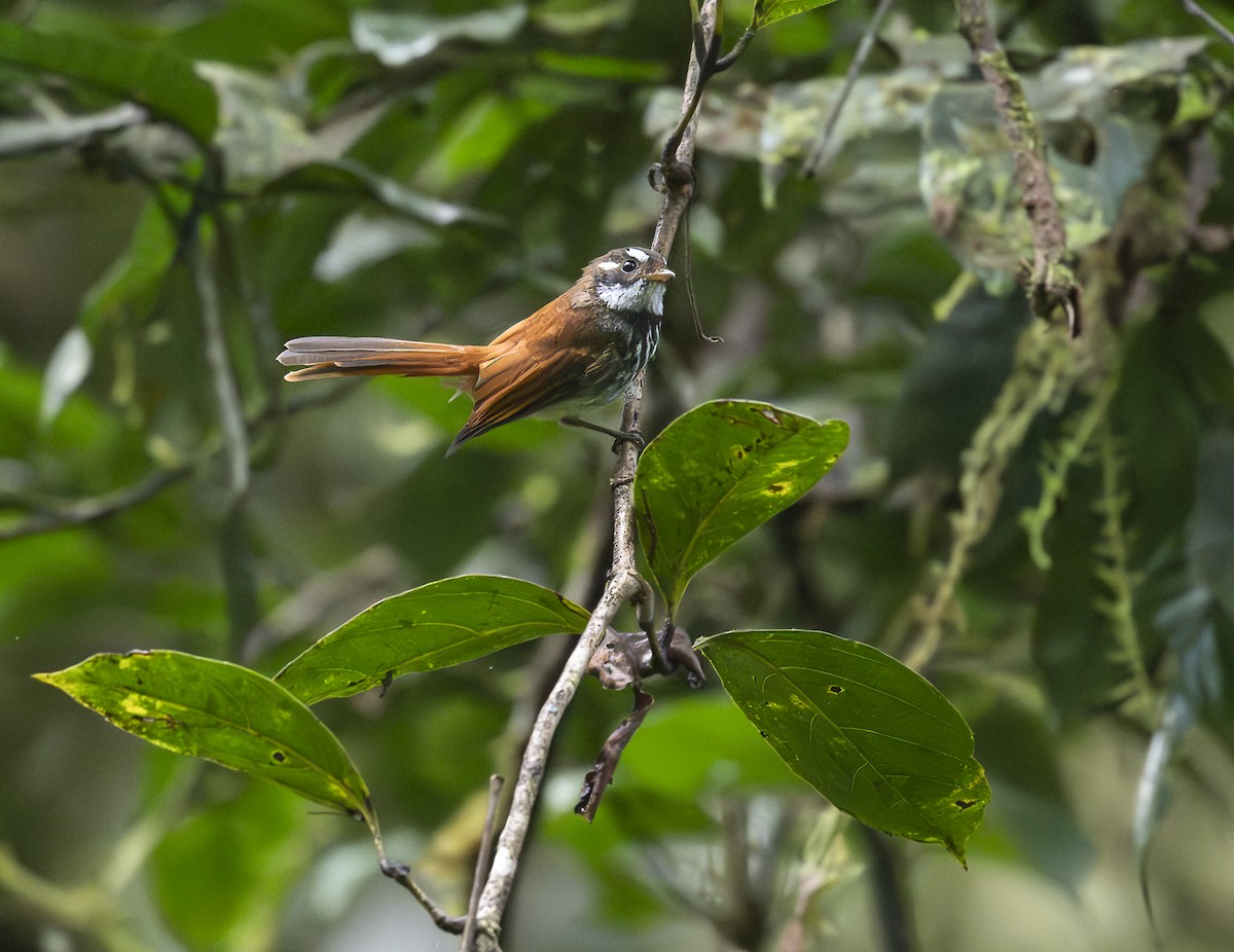 Streak-breasted Fantail - ML646424773