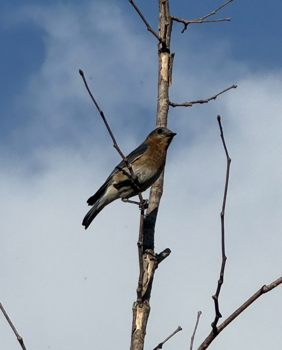 Блакитник східний - ML646424774