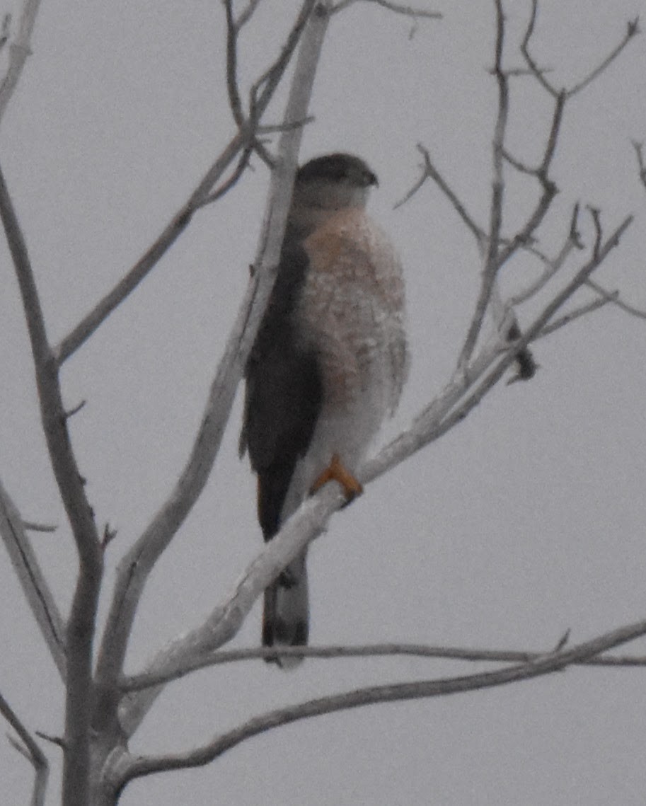 Cooper's Hawk - ML646424777