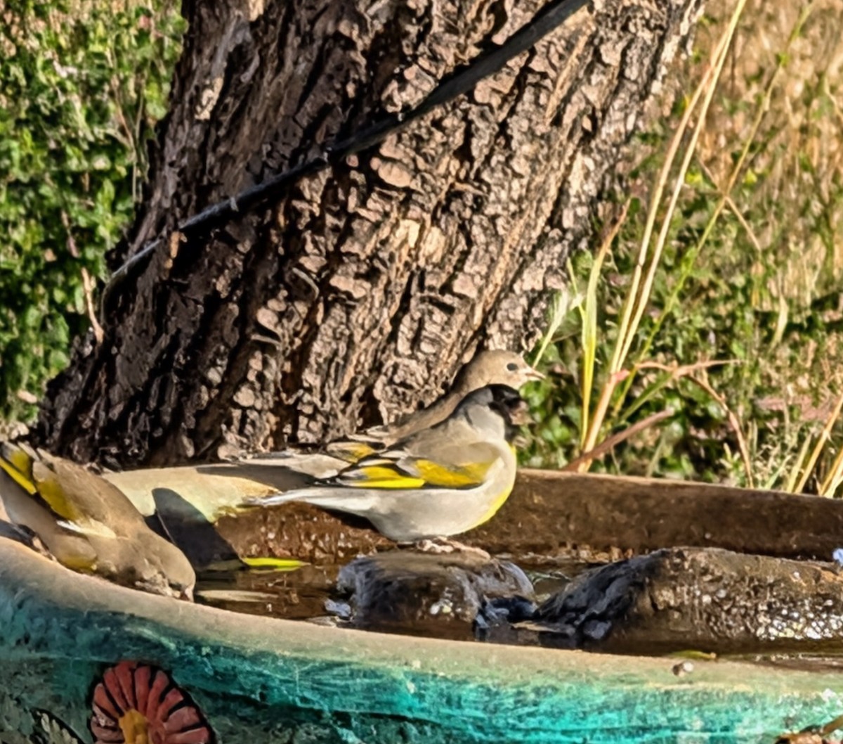 カオグロキンヒワ - ML646424778