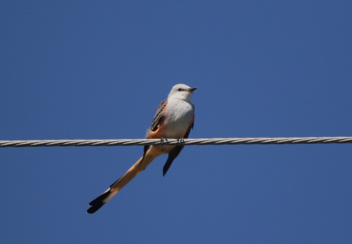Scissor-tailed Flycatcher - ML646424779