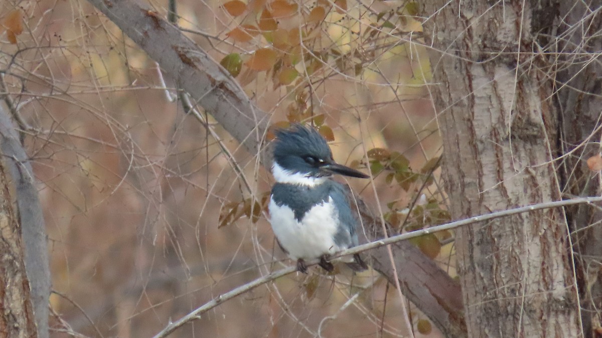 Belted Kingfisher - ML646424780