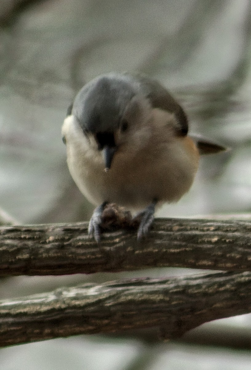 gråduskmeis - ML646424781