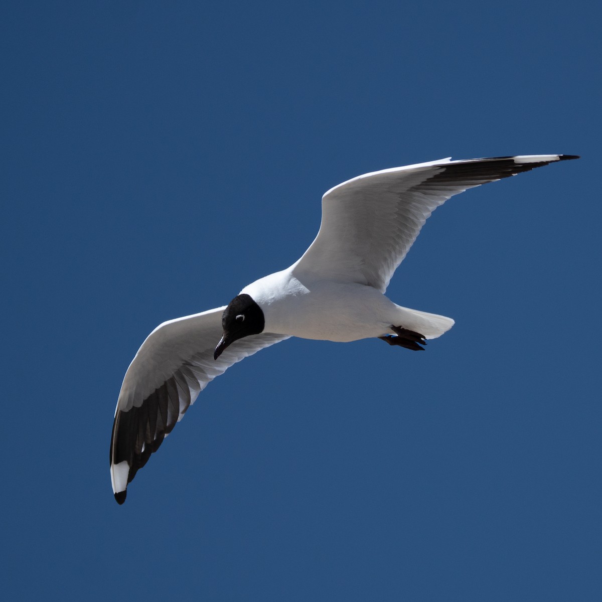 racek andský - ML646424782